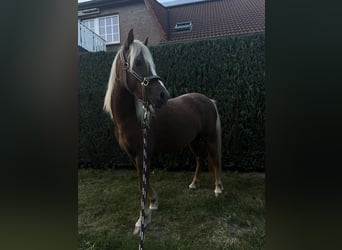 Welsh A (Mountain Pony) Mix, Mare, 4 years, 10.1 hh, Champagne