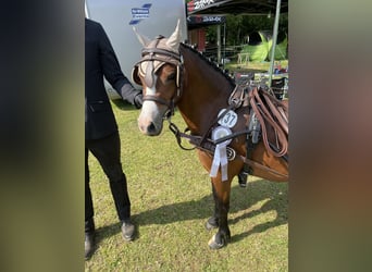 Welsh A (Mountain Pony), Mare, 4 years, 11,1 hh, Brown