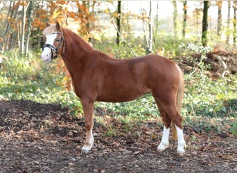 Welsh A (Mountain Pony), Mare, 4 years, 11,1 hh, Chestnut-Red