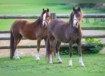 Welsh A (Mountain Pony), Mare, 4 years, 11,1 hh, Chestnut-Red