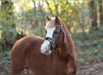 Welsh A (Mountain Pony), Mare, 4 years, 11,1 hh, Chestnut-Red