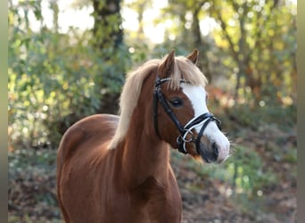 Welsh A (Mountain Pony), Mare, 4 years, 11,1 hh, Chestnut-Red