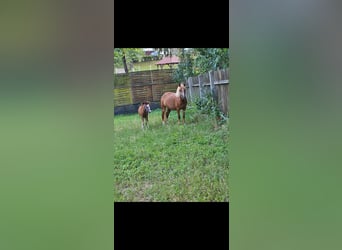 Welsh A (Mountain Pony), Mare, 4 years, 11,1 hh, Chestnut-Red