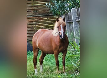 Welsh A (Mountain Pony), Mare, 4 years, 11,1 hh, Chestnut-Red