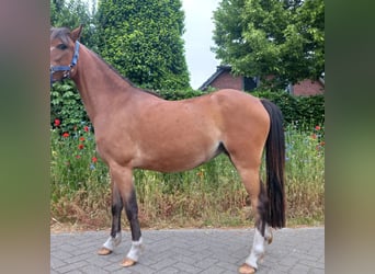 Welsh A (Mountain Pony), Mare, 4 years, 11.2 hh, Bay-Dark