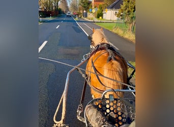 Welsh A (Mountain Pony), Mare, 4 years, 11,2 hh, Chestnut-Red