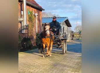 Welsh A (Mountain Pony), Mare, 4 years, 11,2 hh, Chestnut-Red