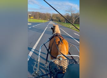 Welsh A (Mountain Pony), Mare, 4 years, 11,2 hh, Chestnut-Red