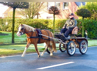 Welsh A (Mountain Pony), Mare, 4 years, 11,2 hh, Chestnut-Red