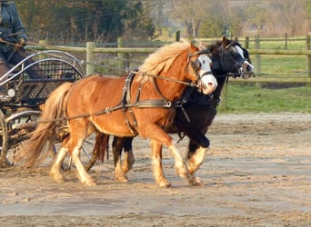 Welsh A (Mountain Pony), Mare, 4 years, 11,2 hh, Chestnut-Red