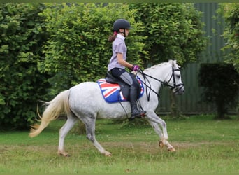 Welsh A (Mountain Pony), Mare, 4 years, 11.2 hh, Gray-Dapple