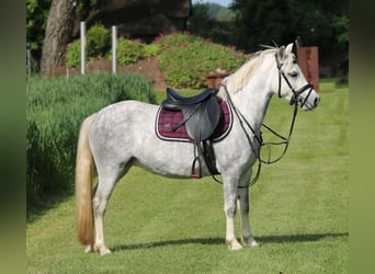Welsh A (Mountain Pony), Mare, 4 years, 11.2 hh, Gray-Dapple
