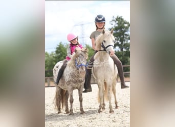 Welsh A (Mountain Pony), Mare, 4 years, 11,2 hh, Gray