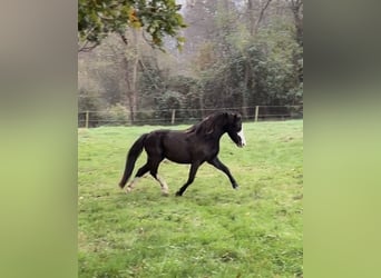 Welsh A (Mountain Pony), Mare, 4 years, 11,2 hh, Smoky-Black