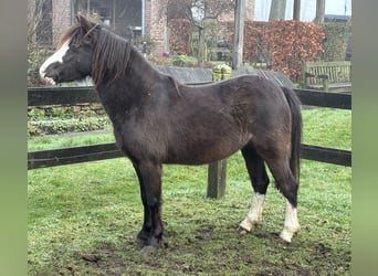 Welsh A (Mountain Pony), Mare, 4 years, 11,2 hh, Smoky-Black