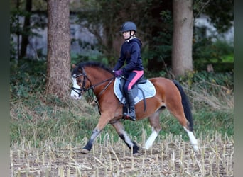 Welsh A (Mountain Pony), Mare, 4 years, 11.3 hh, Brown