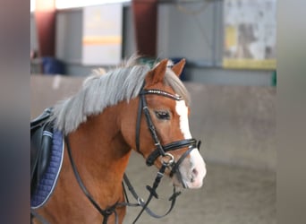 Welsh-A, Stute, 4 Jahre, 11,3 hh, Dunkelfuchs