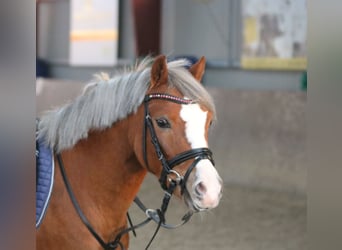 Welsh-A, Stute, 4 Jahre, 11,3 hh, Dunkelfuchs