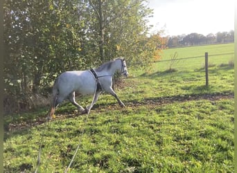 Welsh A (Mountain Pony), Mare, 4 years, 12 hh, Gray