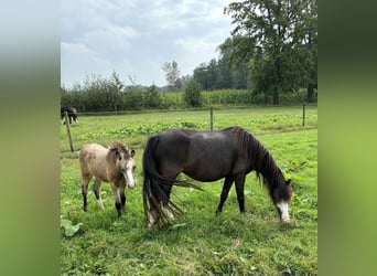 Welsh A (Mountain Pony), Mare, 4 years, Smoky-Black