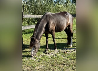 Welsh A (Mountain Pony), Mare, 4 years, Smoky-Black