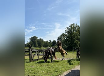 Welsh A (Mountain Pony), Mare, 4 years, Smoky-Black