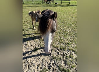 Welsh A (Mountain Pony), Mare, 4 years, Smoky-Black