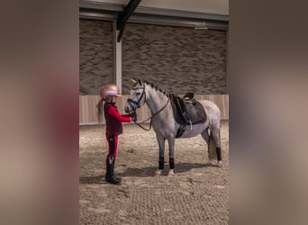 Welsh A (Mountain Pony), Mare, 5 years, 11,1 hh, Gray