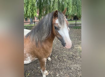Welsh A (Mountain Pony), Mare, 5 years, 11.1 hh, Roan-Red