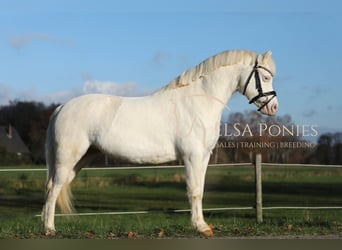 Welsh A (Mountain Pony), Mare, 5 years, 11.2 hh, Cremello