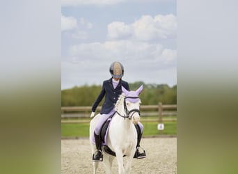 Welsh A (Mountain Pony), Mare, 5 years, 11.2 hh, Gray