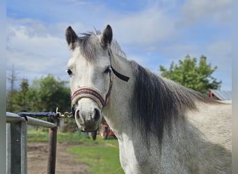 Welsh A (Mountain Pony), Mare, 5 years, 11.2 hh