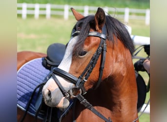 Welsh-A, Stute, 5 Jahre, 11,3 hh, Brauner