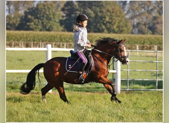 Welsh-A, Stute, 5 Jahre, 11,3 hh, Brauner