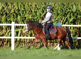 Welsh-A, Stute, 5 Jahre, 11,3 hh, Brauner