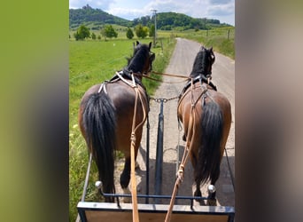 Welsh A (Mountain Pony), Mare, 5 years, 11 hh, Bay-Dark