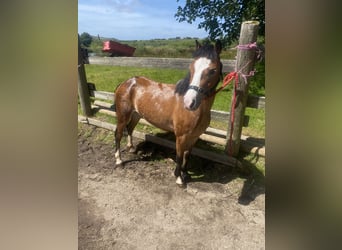 Welsh A (Mountain Pony), Mare, 5 years, 11 hh, Bay