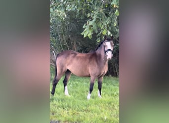 Welsh A (Mountain Pony), Mare, 5 years, 11 hh, Dun