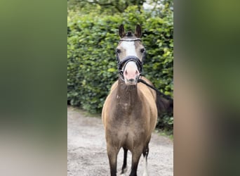 Welsh A (Mountain Pony), Mare, 5 years, 11 hh, Dun