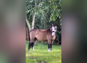 Welsh A (Mountain Pony), Mare, 5 years, 11 hh, Dun