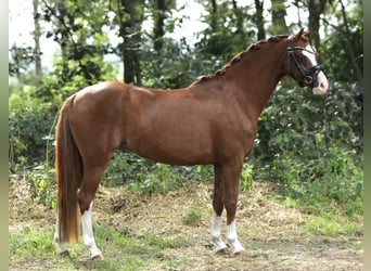 Welsh A (Mountain Pony), Mare, 5 years, 12,3 hh, Chestnut-Red