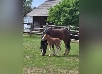 Welsh A (Mountain Pony), Mare, 6 years, 11,1 hh, Brown