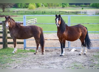 Welsh A (Mountain Pony), Mare, 6 years, 11,1 hh, Chestnut-Red