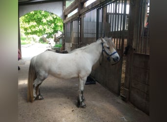 Welsh A (Mountain Pony) Mix, Mare, 6 years, 11.1 hh, Gray