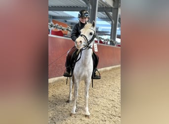 Welsh A (Mountain Pony), Mare, 6 years, 11.1 hh, Gray