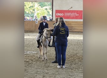 Welsh A (Mountain Pony), Mare, 6 years, 11,1 hh, Palomino