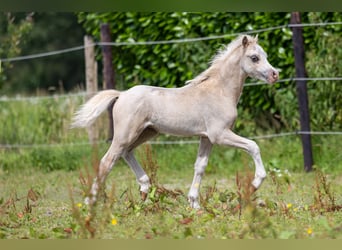 Welsh A (Mountain Pony), Mare, 6 years, 11.2 hh, Brown