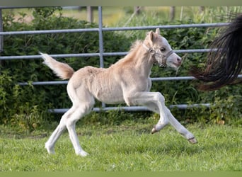 Welsh A (Mountain Pony), Mare, 6 years, 11.2 hh, Brown