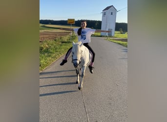 Welsh A (Mountain Pony) Mix, Mare, 6 years, 11 hh, Gray