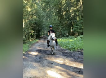 Welsh A (Mountain Pony) Mix, Mare, 6 years, 11 hh, Gray